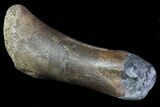 Struthiomimus Toe Bone - Montana #66431-1